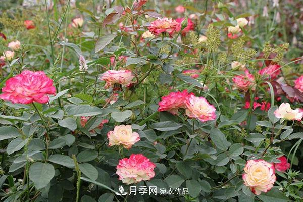 10個熱門的豐花月季品種推薦(圖5)