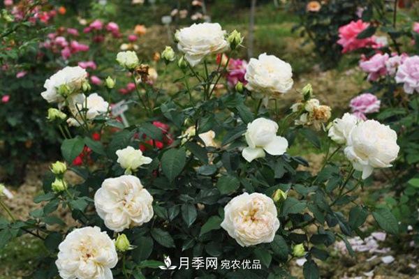 10個熱門的豐花月季品種推薦(圖6)