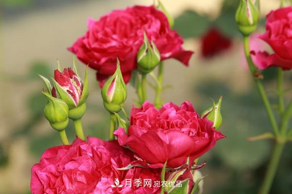 10個熱門的豐花月季品種推薦(圖7)