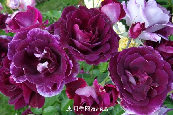 10個熱門的豐花月季品種推薦(圖8)