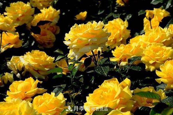 10個熱門的豐花月季品種推薦(圖9)