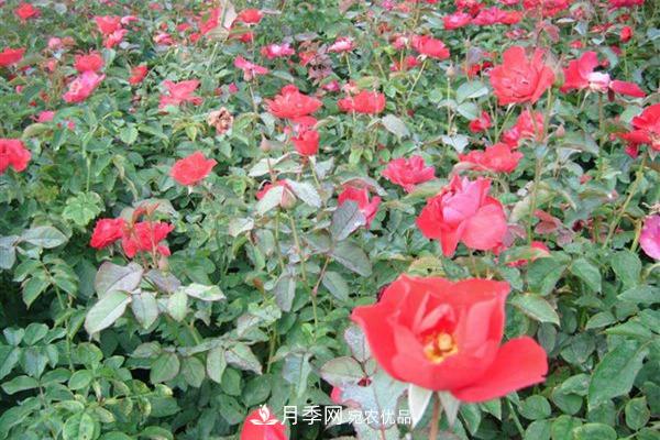 10個熱門的豐花月季品種推薦(圖11)