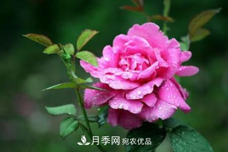 月季花夏天水分蒸發(fā)較，多少天澆次水？(圖2)