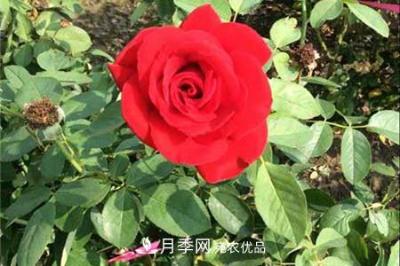全攻略，香水月季怎么養(yǎng)長(zhǎng)的好？(圖1)
