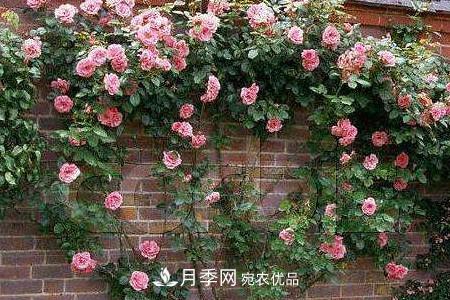 藤本月季制作月季花墻怎么固定？(圖3)