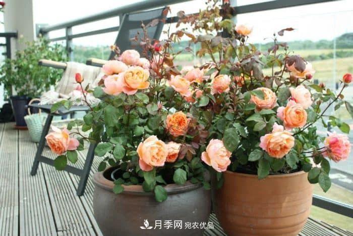 月季花夏季的修剪、施肥和防治病蟲(chóng)害攻略，遠(yuǎn)離紅蜘蛛黑斑病(圖2)