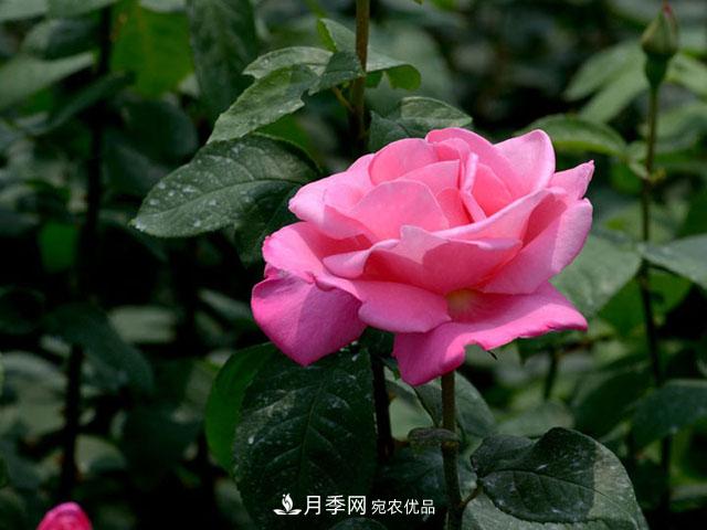 養(yǎng)月季，做好“4點”，月季花呼呼開，又多又大(圖1)