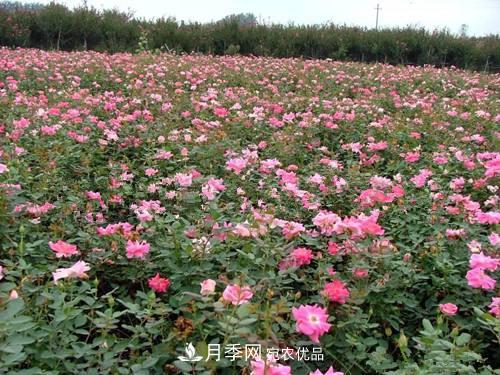影響南陽豐花月季生長的因素有哪些？(圖1)