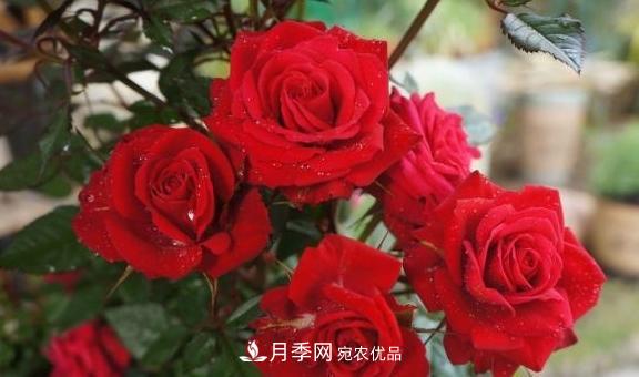 養(yǎng)月季，澆水很關(guān)鍵，學(xué)會(huì)這2個(gè)“竅門”，枝繁葉茂花滿枝(圖1)