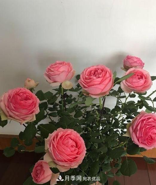 養(yǎng)月季，澆水很關(guān)鍵，學(xué)會(huì)這2個(gè)“竅門”，枝繁葉茂花滿枝(圖2)