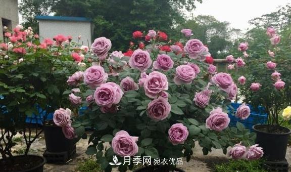 養(yǎng)月季，澆水很關(guān)鍵，學(xué)會(huì)這2個(gè)“竅門”，枝繁葉茂花滿枝(圖3)
