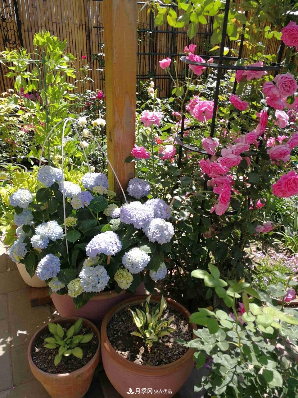 養(yǎng)月季花必備“3種肥”，每月花盆撒一點(diǎn)(圖6)