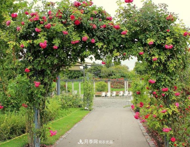 推薦10種紅色系藤本月季，富貴又喜慶，養(yǎng)一棵開一片(圖1)