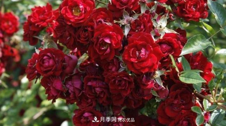推薦10種紅色系藤本月季，富貴又喜慶，養(yǎng)一棵開一片(圖8)