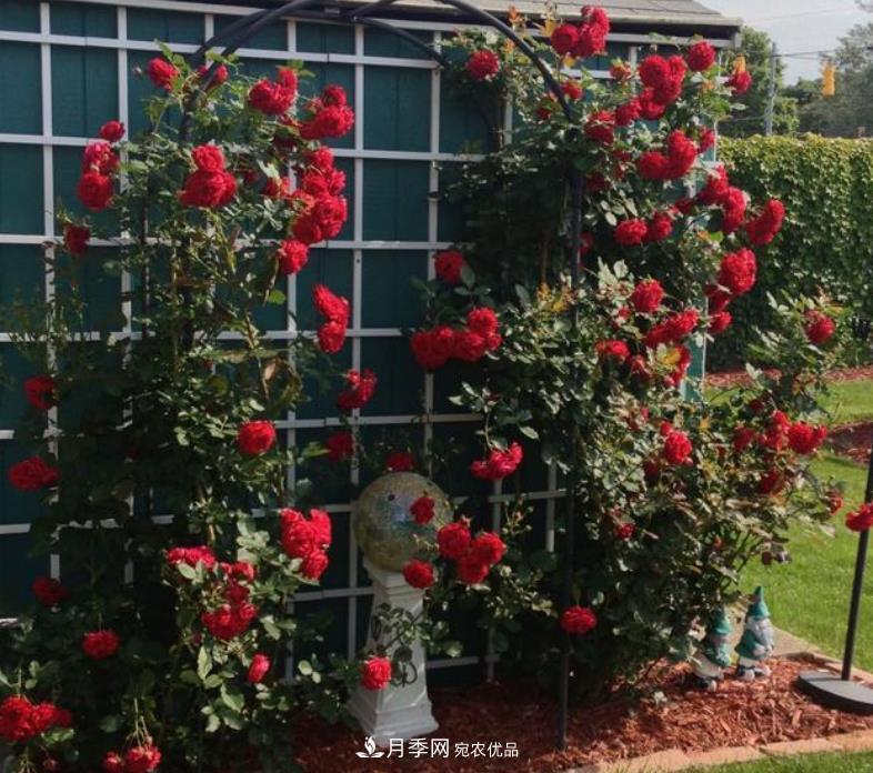 推薦10種紅色系藤本月季，富貴又喜慶，養(yǎng)一棵開一片(圖7)