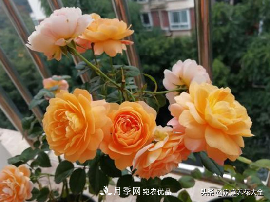 養(yǎng)多少月季，才能實(shí)現(xiàn)切花自由？這3棵就夠了(圖1)