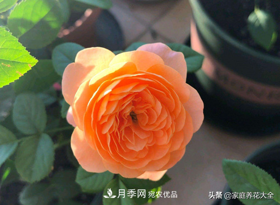 養(yǎng)多少月季，才能實(shí)現(xiàn)切花自由？這3棵就夠了(圖2)