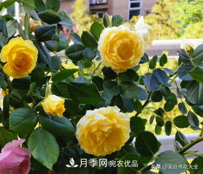 養(yǎng)多少月季，才能實(shí)現(xiàn)切花自由？這3棵就夠了(圖3)