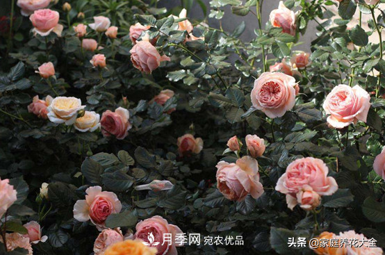 養(yǎng)多少月季，才能實(shí)現(xiàn)切花自由？這3棵就夠了(圖4)