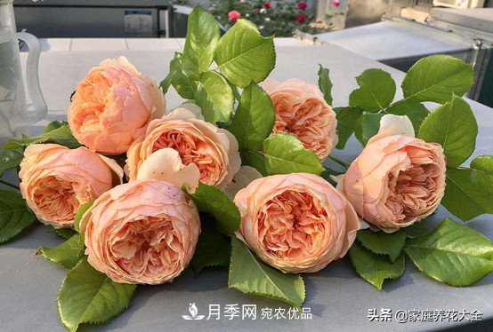 養(yǎng)多少月季，才能實(shí)現(xiàn)切花自由？這3棵就夠了(圖5)