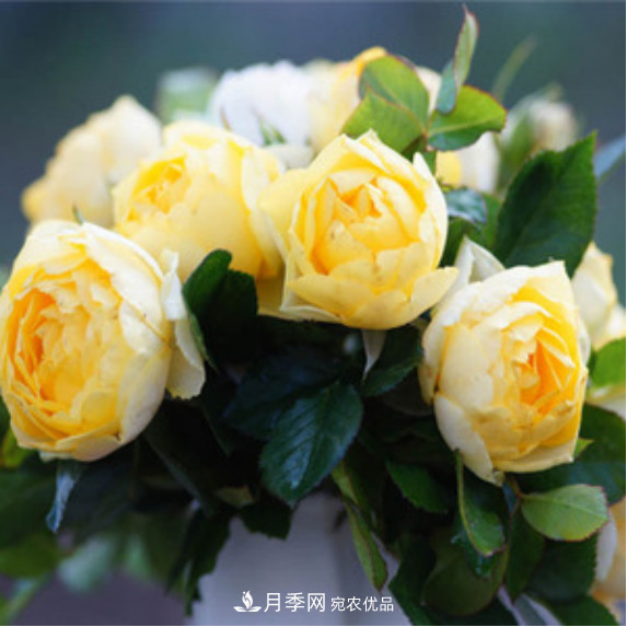 忙里偷閑，推薦5個月季品種，花色鮮艷還好養(yǎng)(圖2)