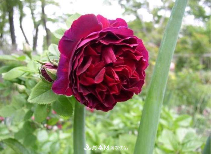 忙里偷閑，推薦5個月季品種，花色鮮艷還好養(yǎng)(圖1)