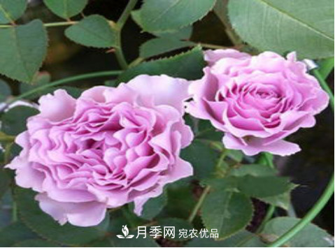 忙里偷閑，推薦5個月季品種，花色鮮艷還好養(yǎng)(圖4)