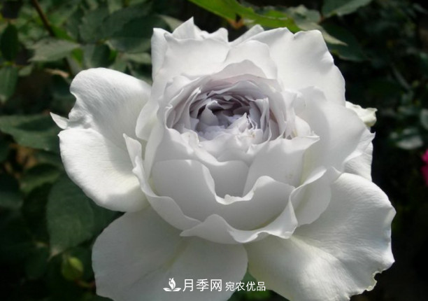 忙里偷閑，推薦5個月季品種，花色鮮艷還好養(yǎng)(圖3)