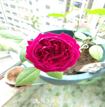 忙里偷閑，推薦5個月季品種，花色鮮艷還好養(yǎng)(圖6)