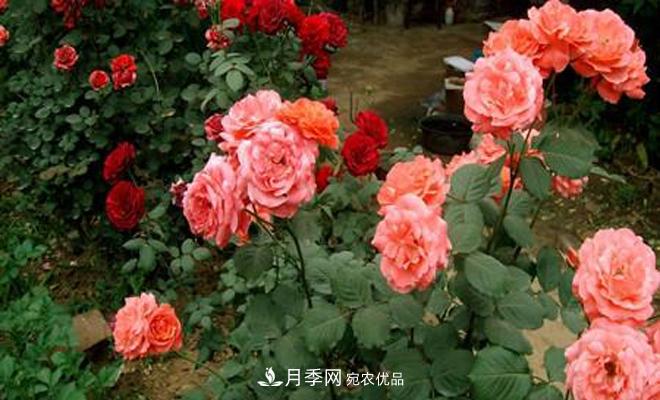 立秋以后，月季修剪及養(yǎng)護(hù)重點(diǎn)(圖1)
