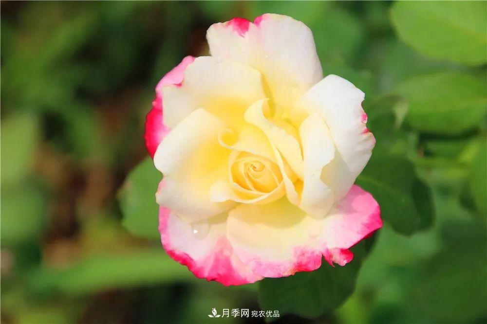 月季為什么一直不開花？問題出現(xiàn)這里(圖1)