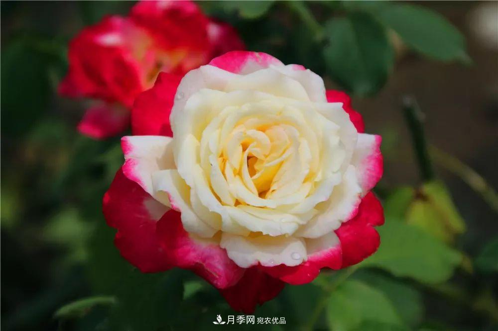 月季為什么一直不開花？問題出現(xiàn)這里(圖2)