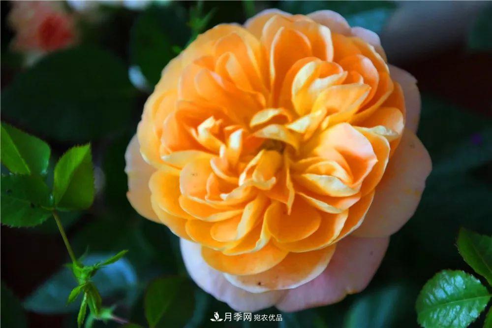 月季為什么一直不開花？問題出現(xiàn)這里(圖3)