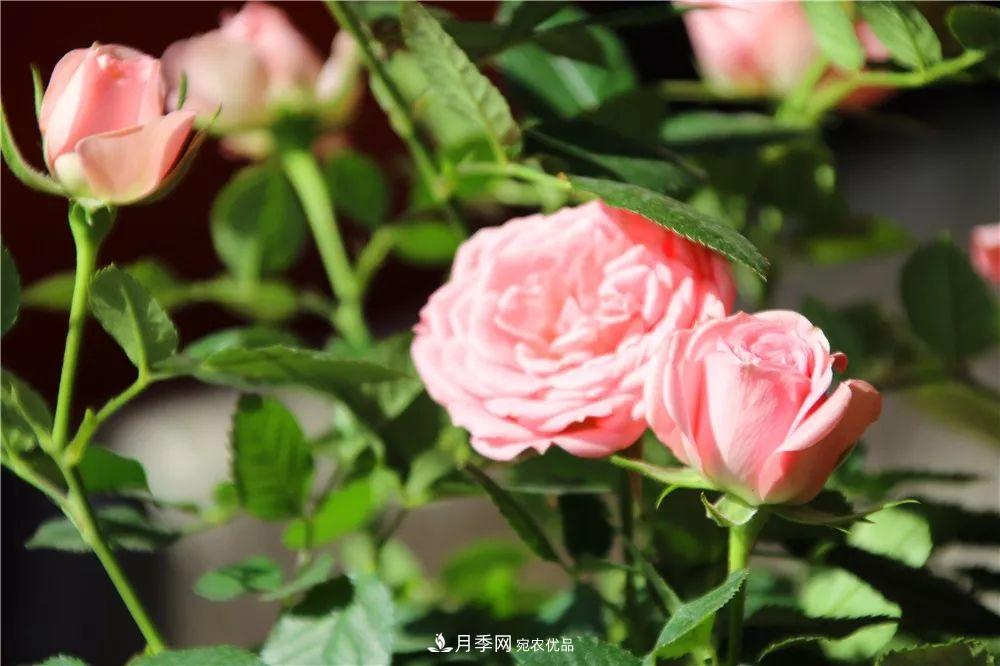 月季為什么一直不開花？問題出現(xiàn)這里(圖4)