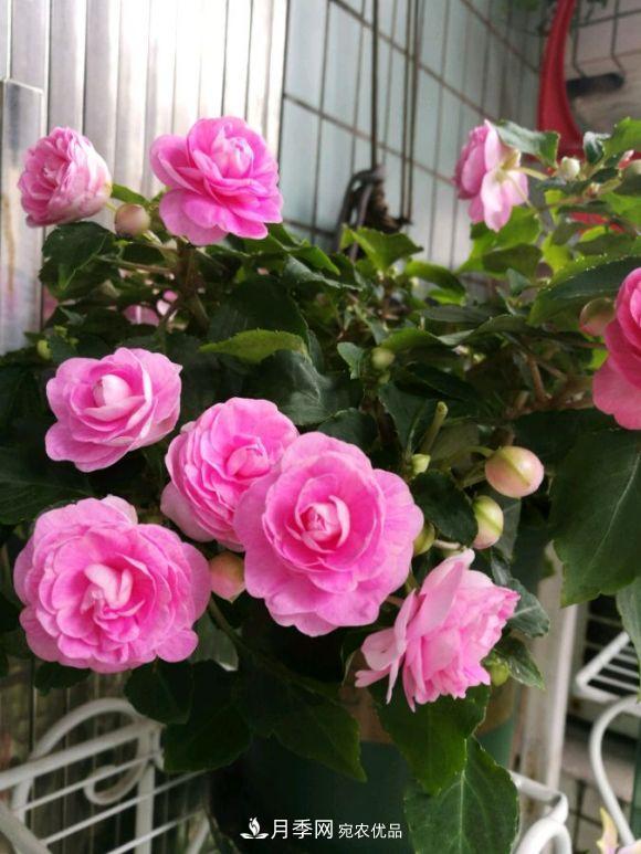 比月季開花多，比茉莉好看，花瓣層層疊疊似牡丹，花期300天(圖1)