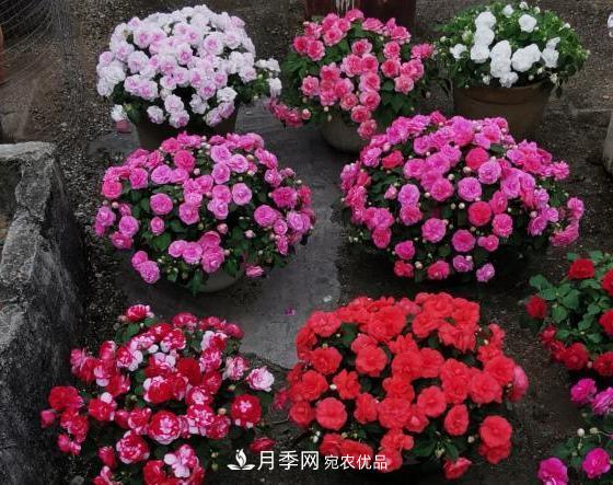 比月季開花多，比茉莉好看，花瓣層層疊疊似牡丹，花期300天(圖3)