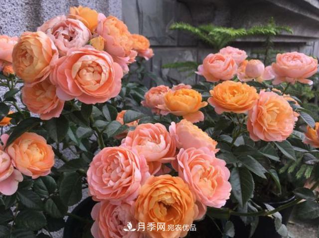 家中養(yǎng)月季花，老是愛黑桿？原來是2個(gè)“細(xì)節(jié)”犯了錯(cuò)(圖2)