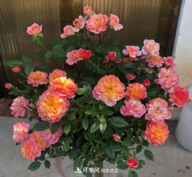 夏季購買月季花，葉片發(fā)黃嘩嘩掉，學(xué)會1招緩苗，新芽呼呼冒不停(圖2)