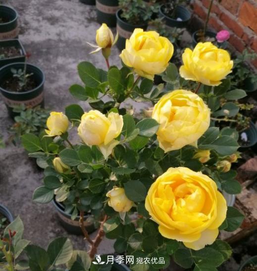 夏季購買月季花，葉片發(fā)黃嘩嘩掉，學(xué)會1招緩苗，新芽呼呼冒不停(圖3)