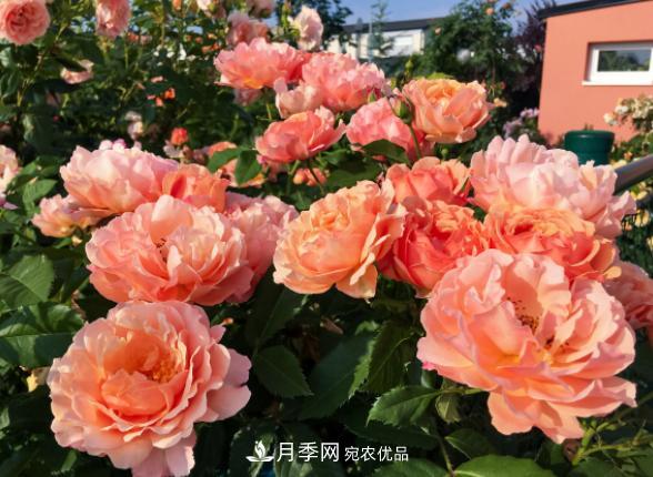 盆栽月季花，如何配土才合適？偷偷告訴你，保證“2點”就夠了(圖2)