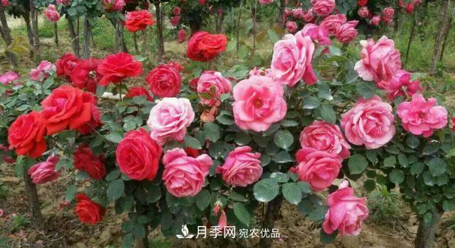 嫁接月季花，注意4個“要點”，輕松提高成活率(圖3)