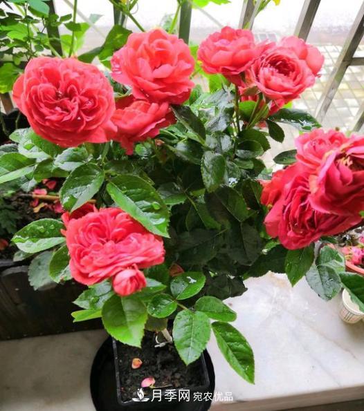 嫁接月季花，注意4個“要點”，輕松提高成活率(圖2)