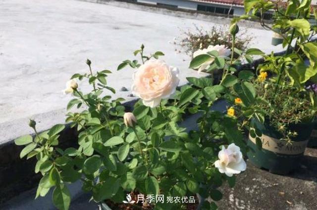 3分鐘學(xué)會扦插月季花，一棵變十棵，100%成活！(圖1)
