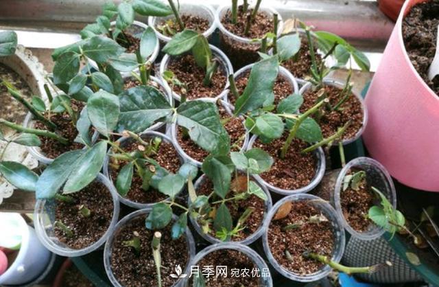 3分鐘學(xué)會扦插月季花，一棵變十棵，100%成活！(圖2)