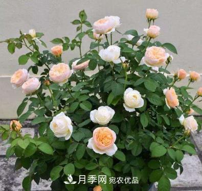 扦插月季花，幾月***合適？掌握幾個(gè)“關(guān)鍵點(diǎn)”，扦插都沒(méi)問(wèn)題(圖1)