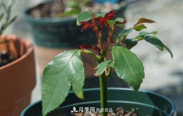 扦插月季花，幾月***合適？掌握幾個(gè)“關(guān)鍵點(diǎn)”，扦插都沒(méi)問(wèn)題(圖3)