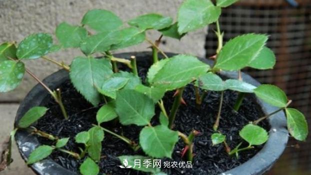扦插月季花，幾月***合適？掌握幾個(gè)“關(guān)鍵點(diǎn)”，扦插都沒(méi)問(wèn)題(圖2)