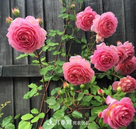 扦插月季花，幾月***合適？掌握幾個(gè)“關(guān)鍵點(diǎn)”，扦插都沒(méi)問(wèn)題(圖4)