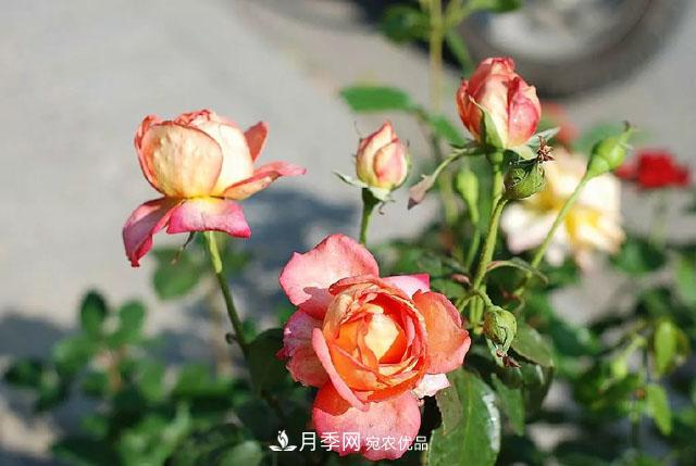 月季過冬做好這5點，來年春天長得旺，開花多到壓彎枝頭(圖1)