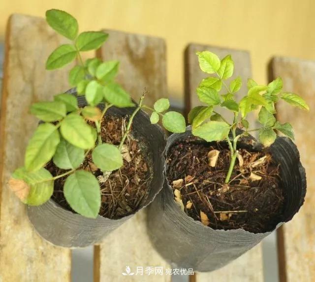 月季過冬做好這5點，來年春天長得旺，開花多到壓彎枝頭(圖2)